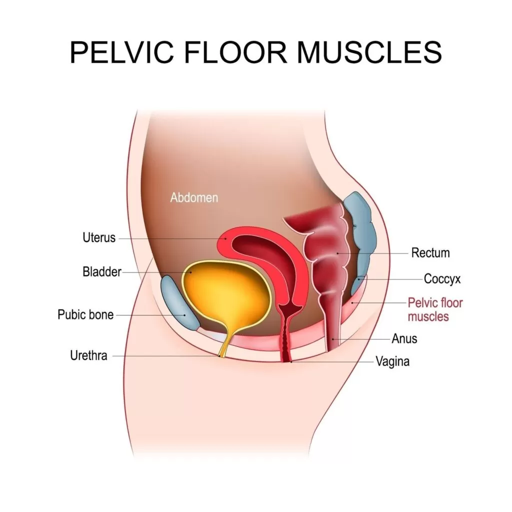 Best Pelvic Floor Rehab in Marathahalli